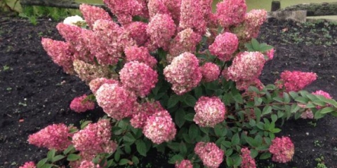 Hydrangea paniculata sunday fraise: opis, fotografije i recenzije